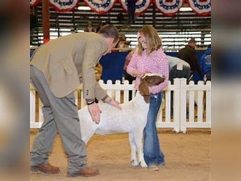 2020 Rodeo Austin NO SHOW Premium Sale